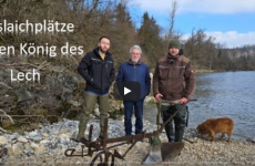 Salmobox: Kieslaichplätze für den König des Lech